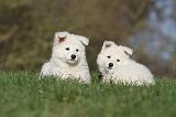 BERGER BLANC - PUPPIES 027